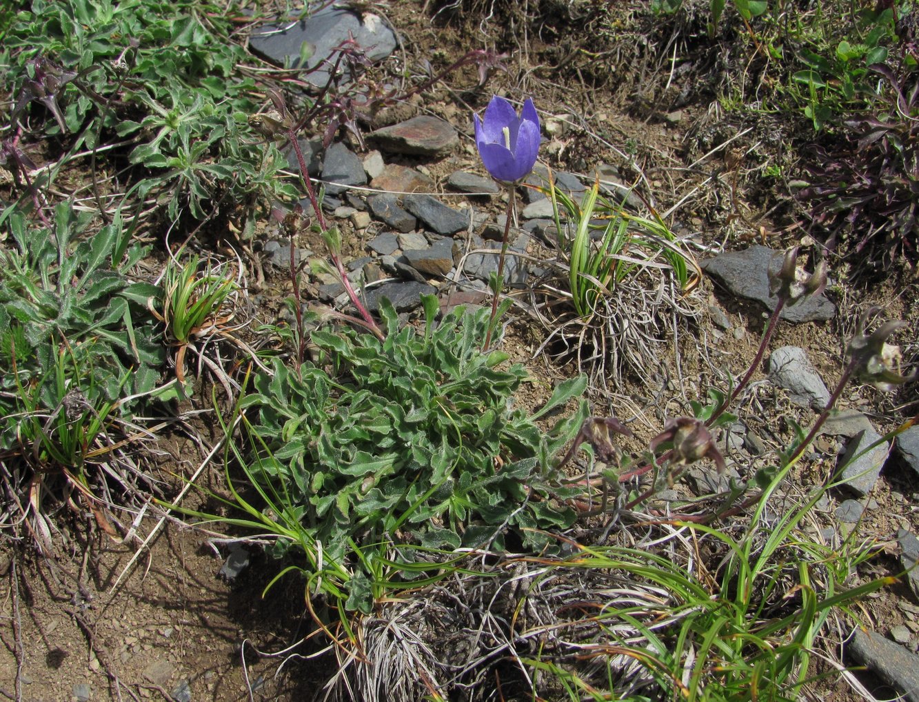 Image of Campanula saxifraga specimen.