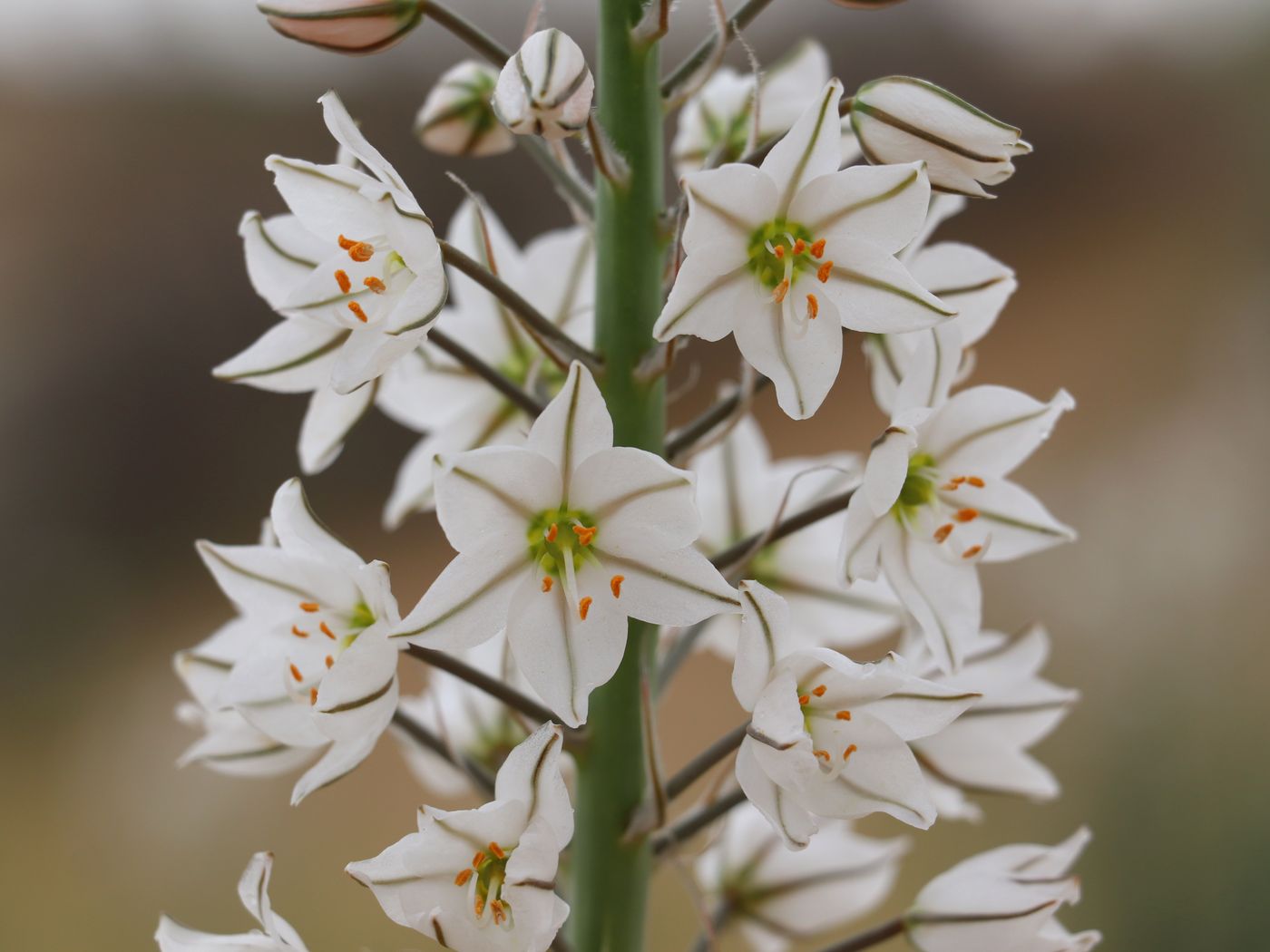 Image of Eremurus ammophilus specimen.