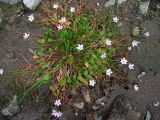 Claytonia sarmentosa