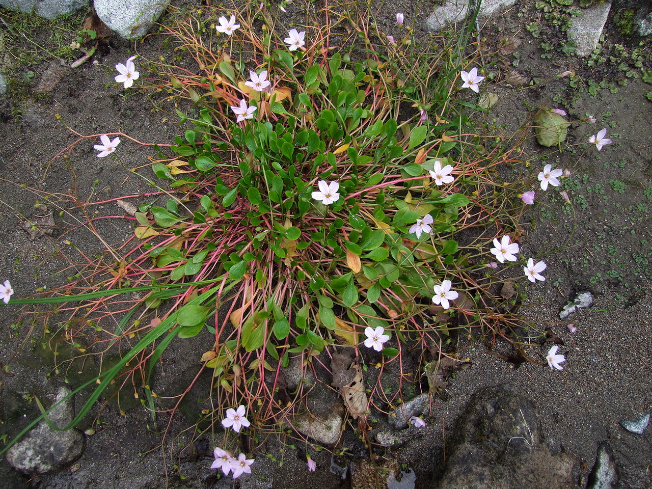 Image of Claytonia sarmentosa specimen.