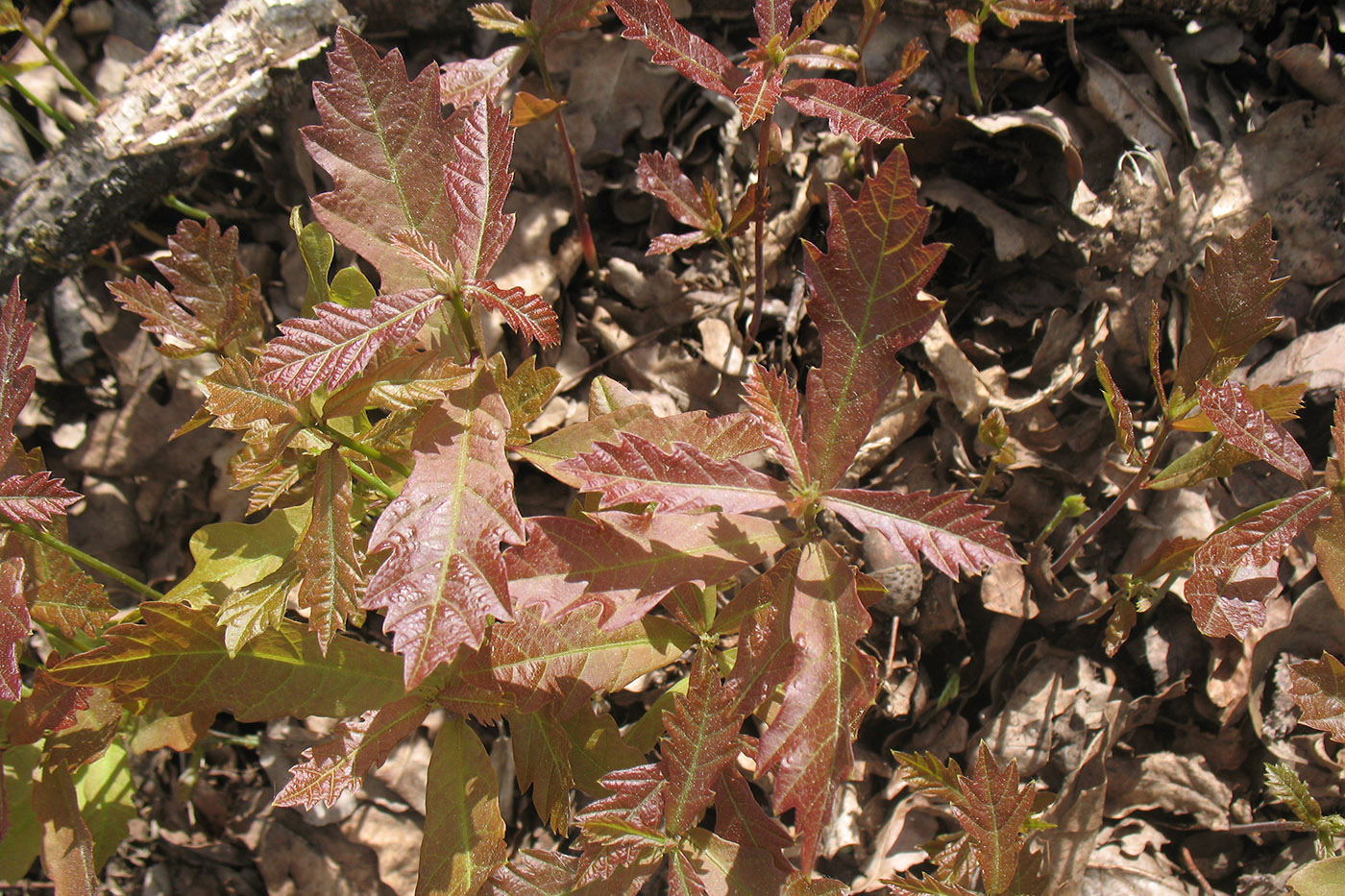 Image of Quercus robur specimen.