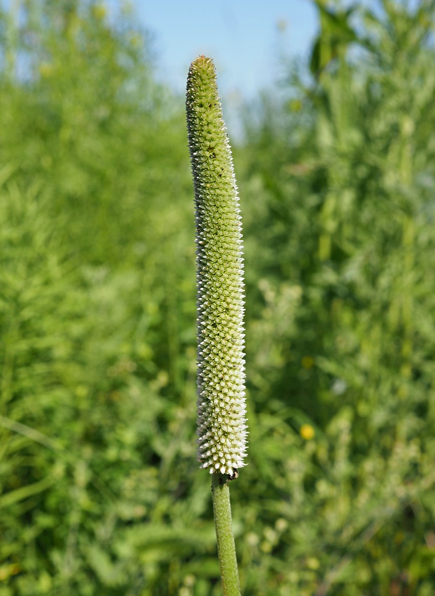 Изображение особи Plantago maxima.