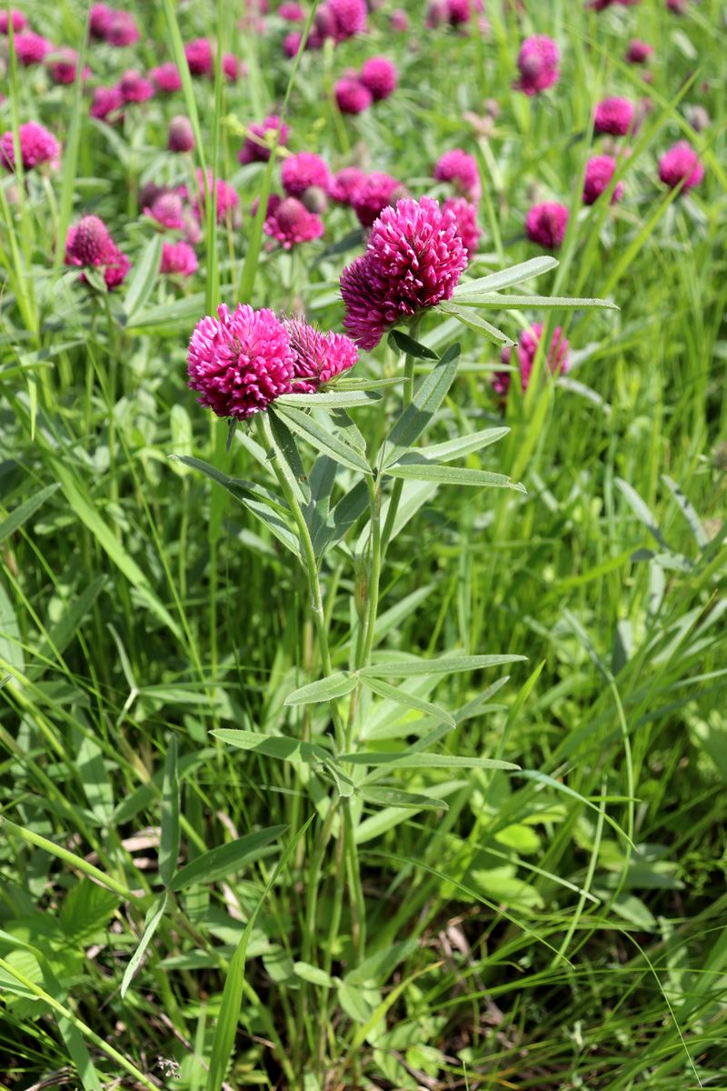 Image of Trifolium alpestre specimen.