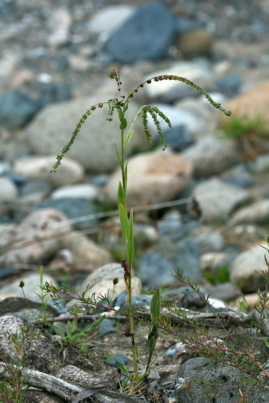 Image of Paracynoglossum glochidiatum specimen.