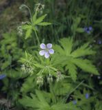 Geranium sylvaticum