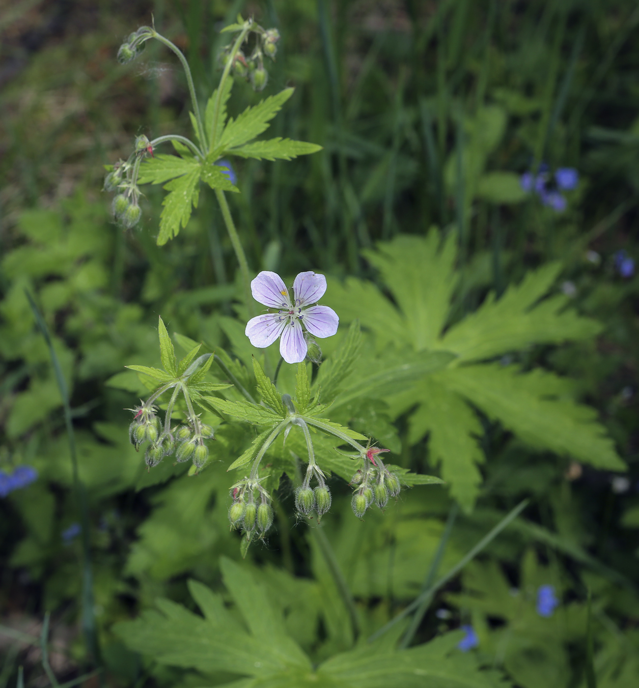 Изображение особи Geranium sylvaticum.