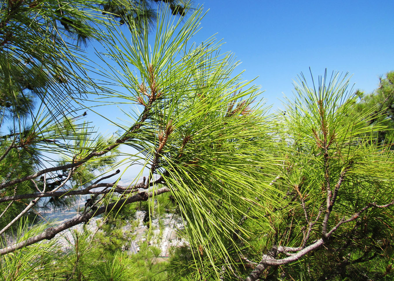 Image of Pinus brutia specimen.