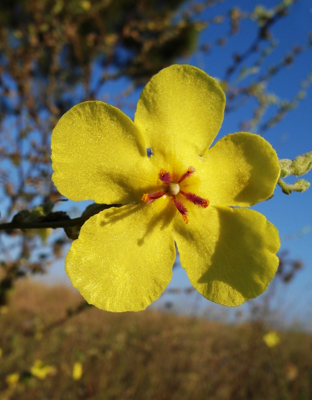 Image of Verbascum sinuatum specimen.