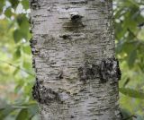 Betula raddeana