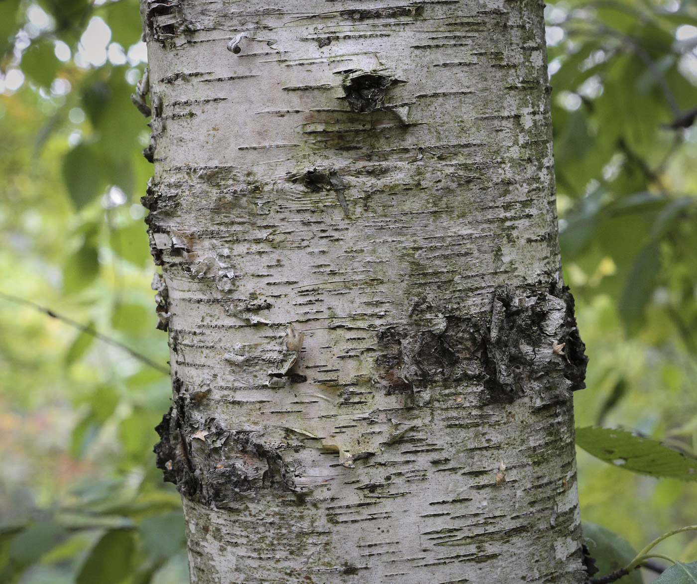 Изображение особи Betula raddeana.