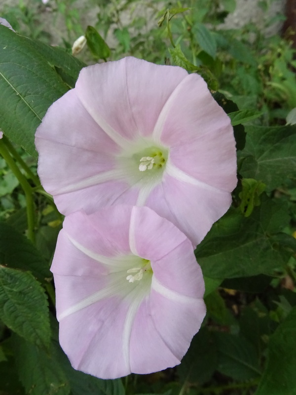 Изображение особи Calystegia inflata.