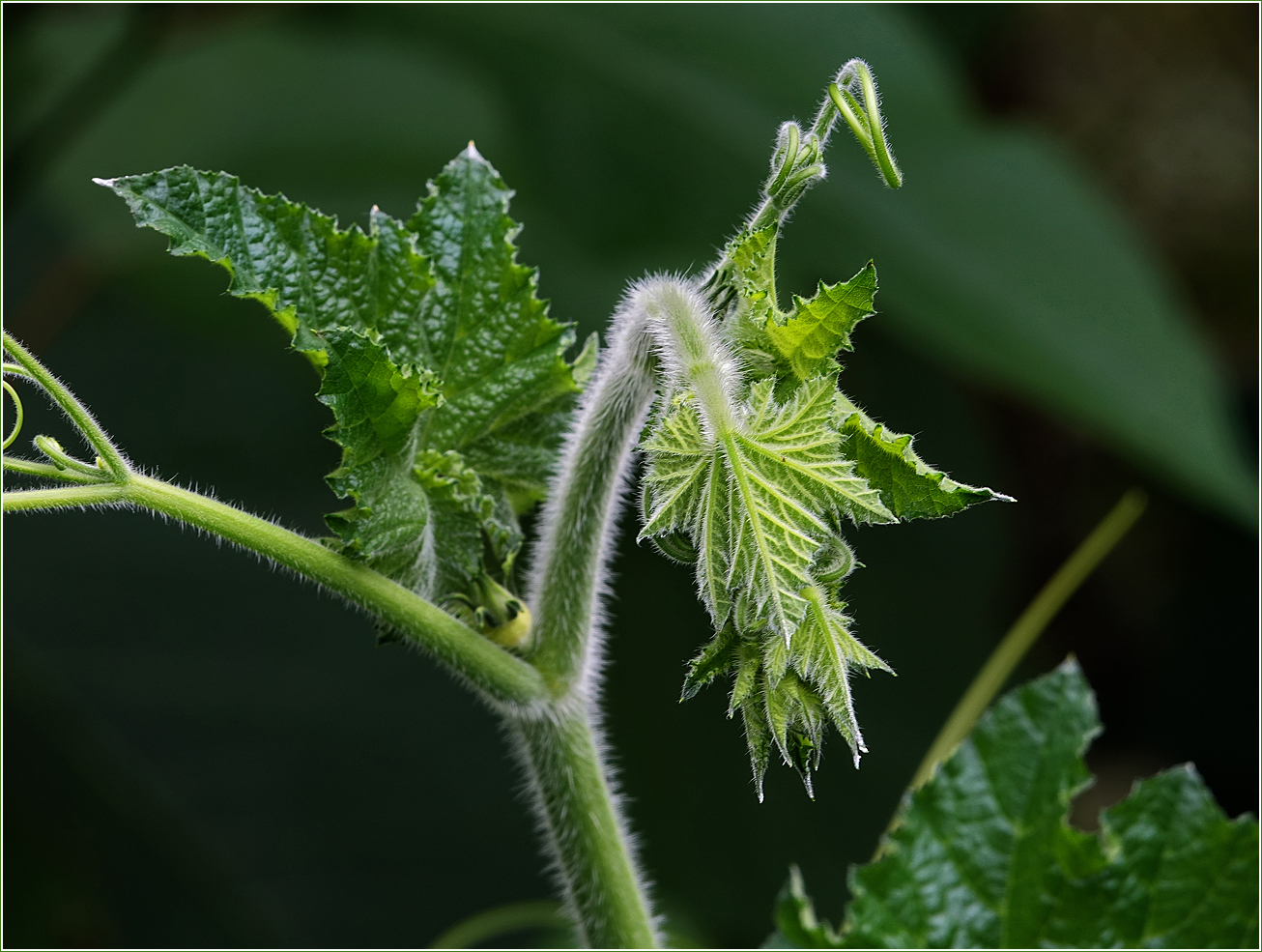 Image of Cucurbita pepo specimen.