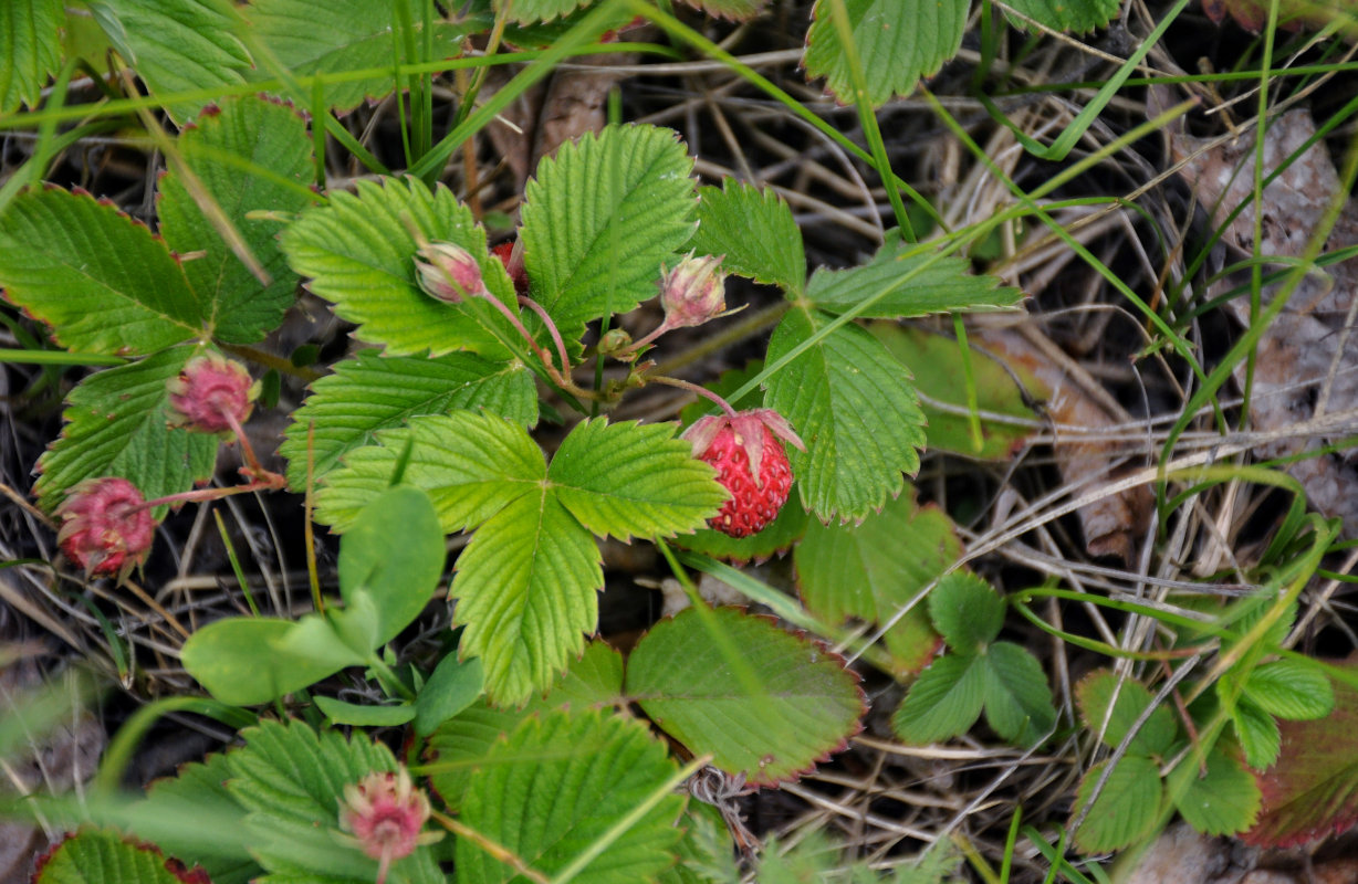 Изображение особи Fragaria viridis.