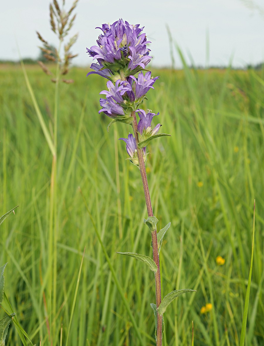 Image of Campanula glomerata specimen.