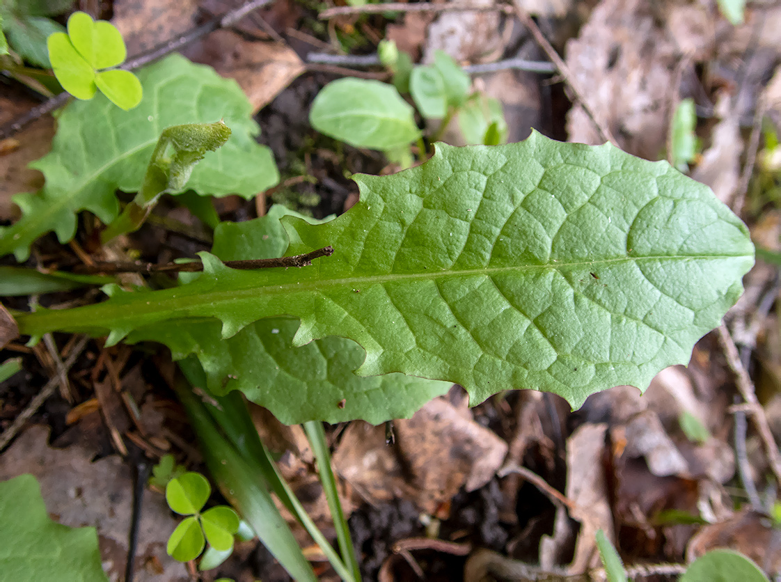 Image of Crepis paludosa specimen.