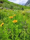 Inula grandiflora