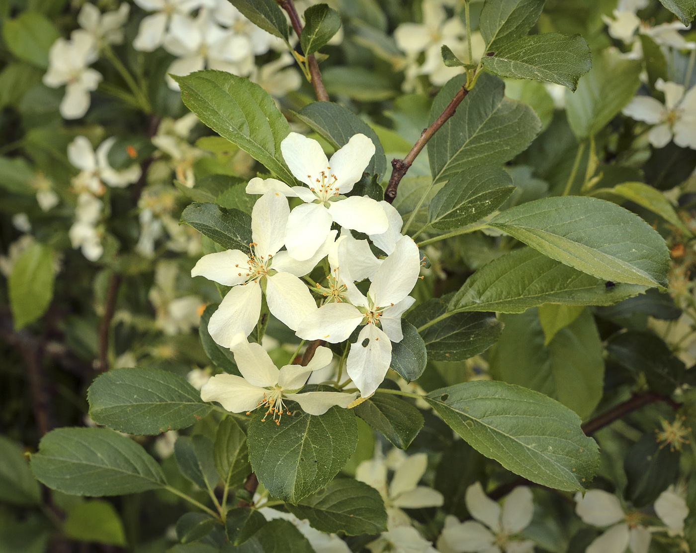 Image of genus Malus specimen.