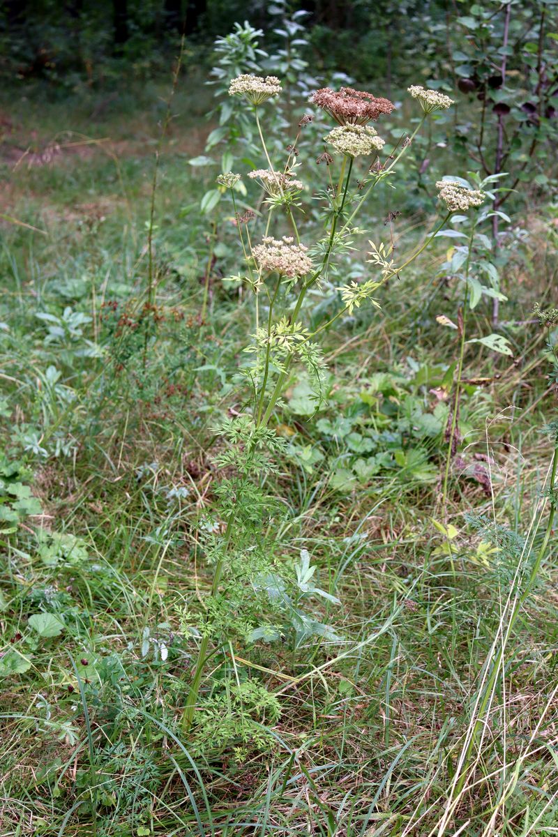 Image of Selinum carvifolia specimen.