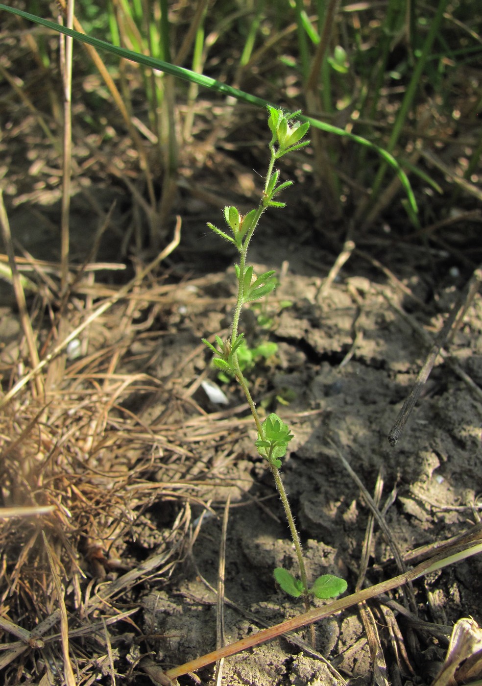 Image of Veronica arvensis specimen.