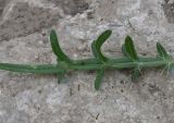 genus Cirsium. Часть листа. Республика Ингушетия, Джейрахский р-н, ур. Нижний Кяхк, луг. 22 июня 2022 г.