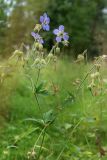 Geranium pratense. Верхушка растения с цветками и незрелыми плодами. Мурманская обл., Кандалакшский р-н, с. Ковда, разнотравно-злаковый луг у дороги. 05.08.2022.