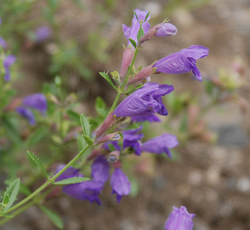 Image of Dracocephalum peregrinum specimen.