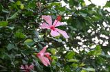 Hibiscus rosa-sinensis