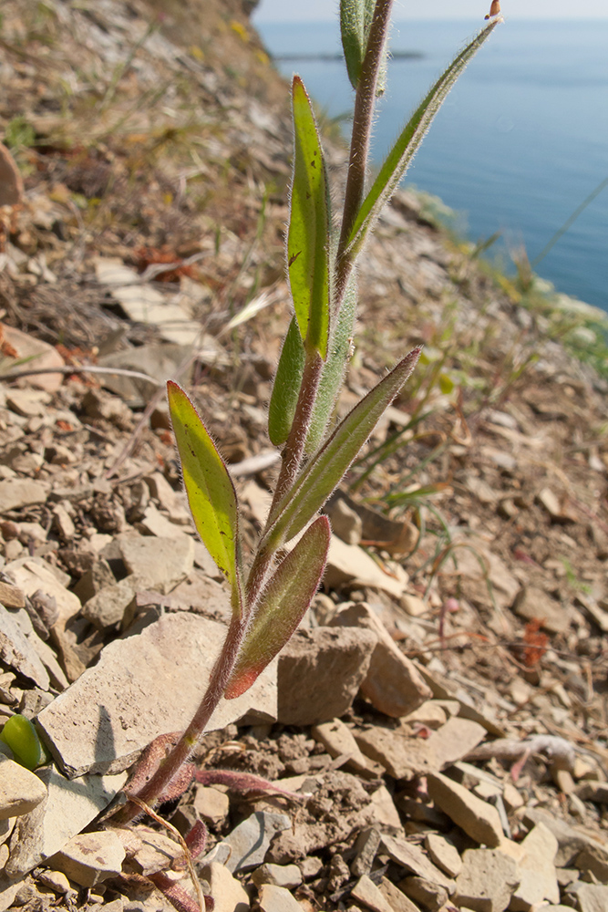 Image of Camelina microcarpa specimen.