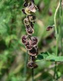 genus Onobrychis. Часть соплодия. Чечня, Итум-Калинский р-н, ур. Цой-Педе, ≈ 1200 м н.у.м., луговой склон. 27.07.2022.