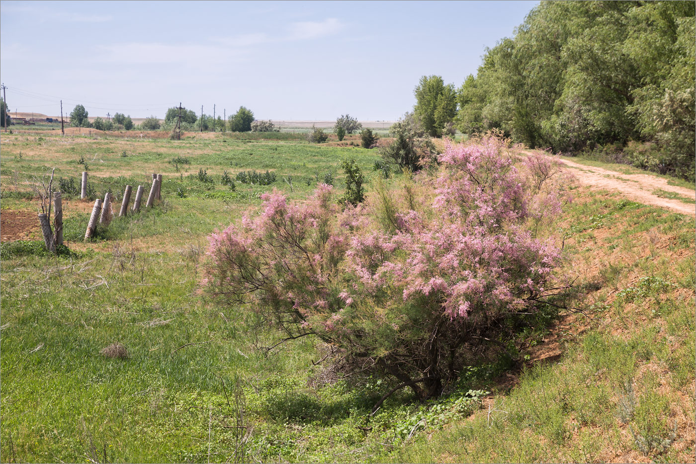 Изображение особи Tamarix ramosissima.