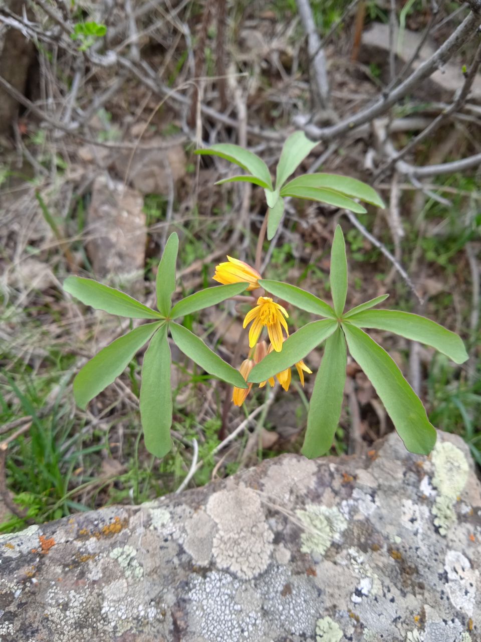 Image of Gymnospermium alberti specimen.