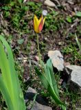 Tulipa anadroma