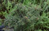 Rhamnus erythroxyloides. Плодоносящее растение в сообществе с Artemisia. Чечня, Итум-Калинский р-н, ур. Цой-Педе, ≈ 1200 м н.у.м., каменистый участок лугового склона. 27.07.2022.