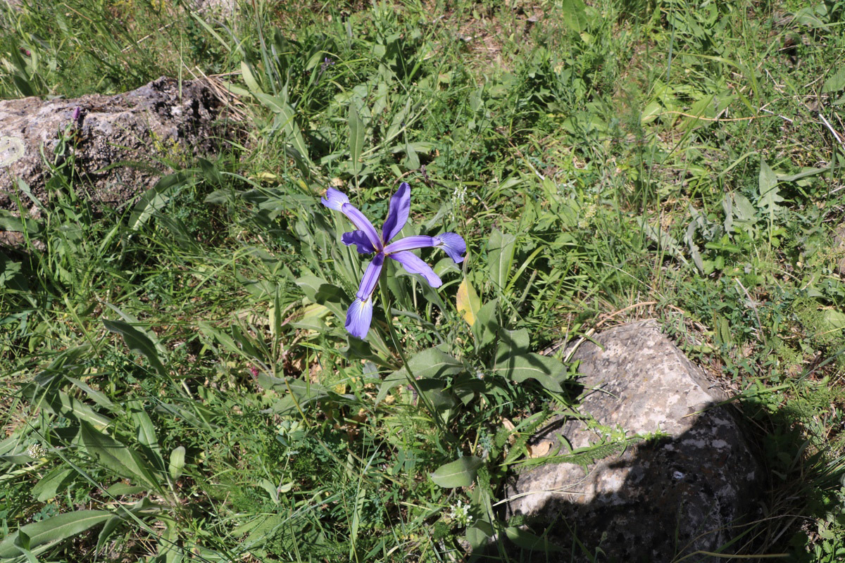 Image of Iris prilipkoana specimen.