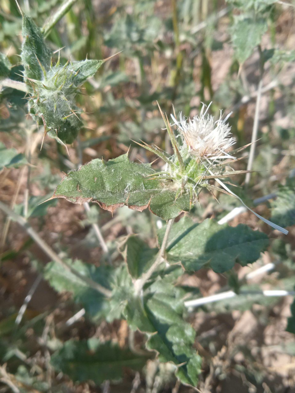 Изображение особи Cousinia orthacantha.