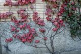Parthenocissus tricuspidata