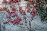 Parthenocissus tricuspidata. Лиана с листьями в осенней окраске. Владивосток, Ботанический сад-институт ДВО РАН. 25 сентября 2010 г.