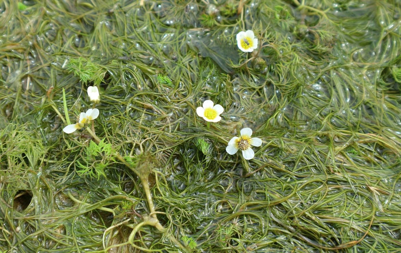 Image of Ranunculus rionii specimen.