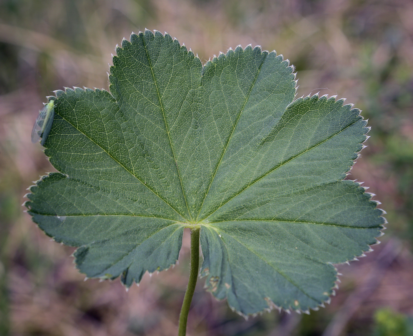 Изображение особи род Alchemilla.