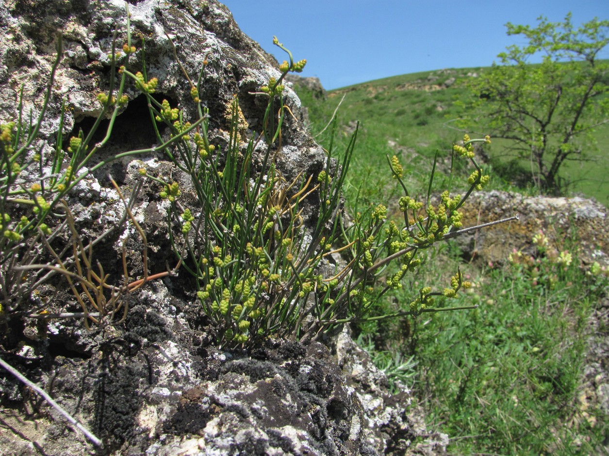 Image of Ephedra distachya specimen.