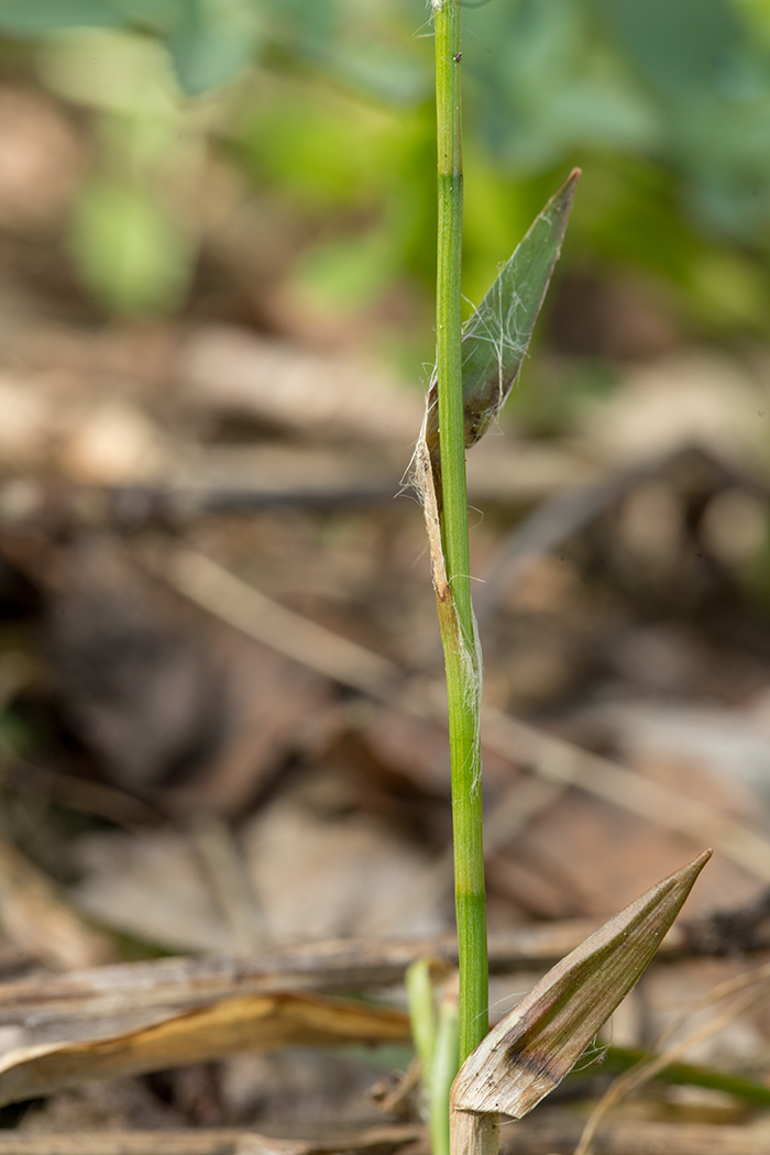 Image of Luzula pilosa specimen.