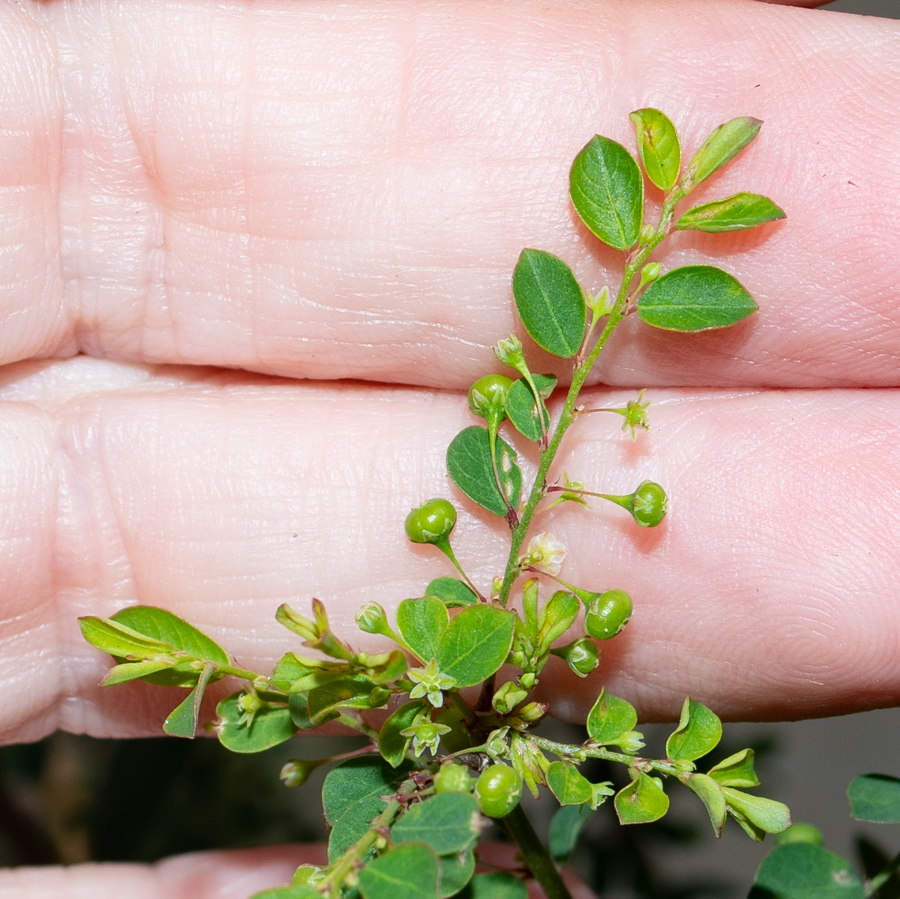 Image of Phyllanthus rotundifolius specimen.