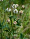 Trifolium montanum