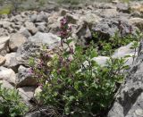 Teucrium chamaedrys. Цветущее растение. Дагестан, Левашинский р-н, окр. с. Цудахар, каменистый склон. 15 июня 2023 г.