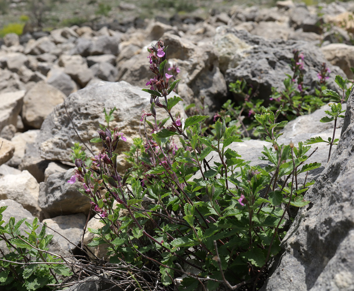 Изображение особи Teucrium chamaedrys.