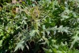 Cirsium pugnax