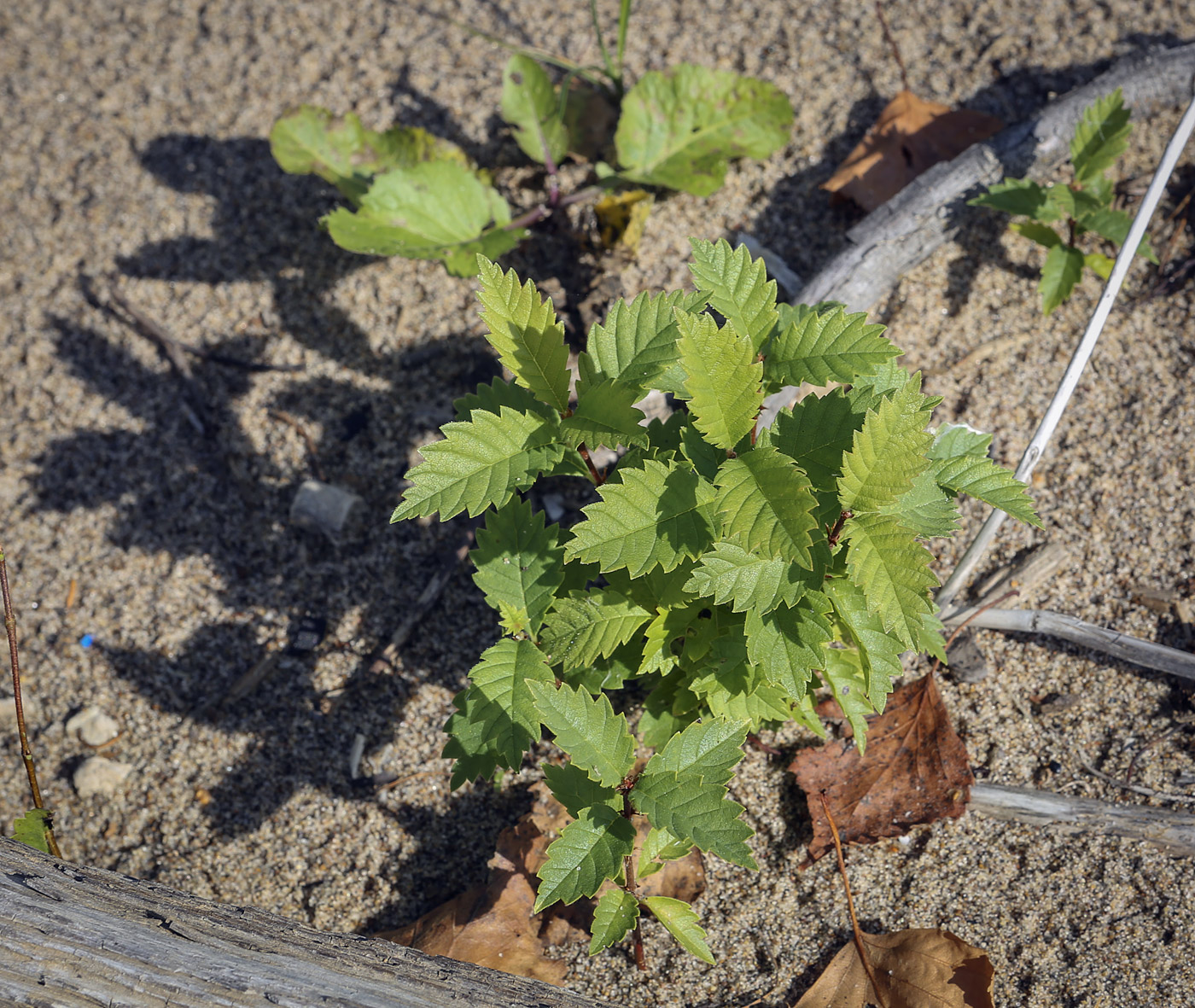 Изображение особи Ulmus laevis.