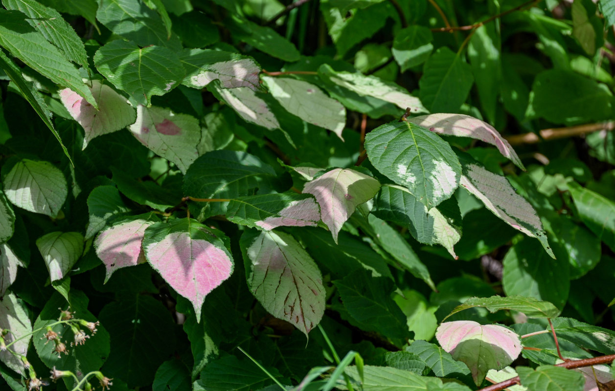 Изображение особи Actinidia kolomikta.