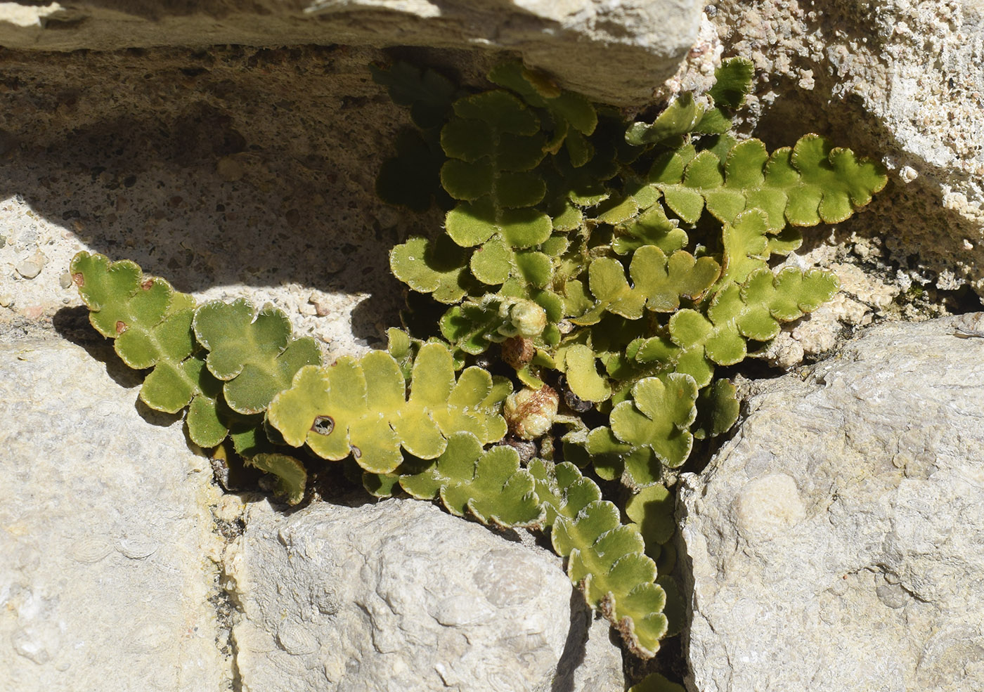 Image of Ceterach officinarum specimen.