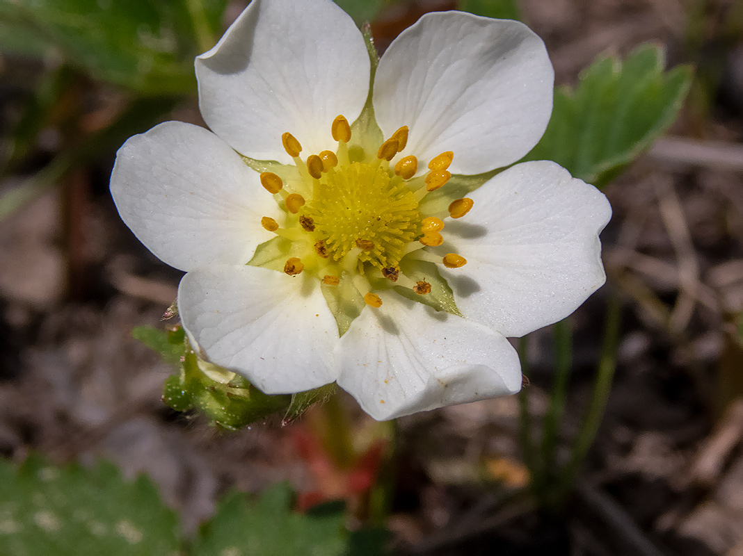 Image of Fragaria × ananassa specimen.